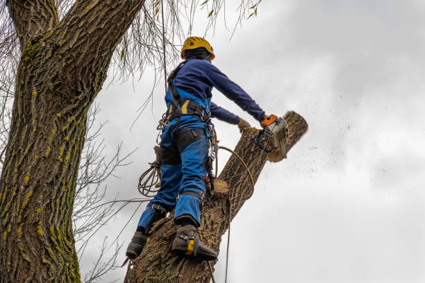 Best Tree and Shrub Care  in Pleasant Hill, PA